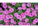 supertunia-vista