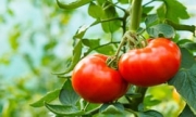 uprawa i nawożenie pomidorów