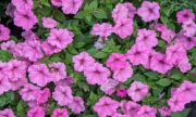 supertunia vista